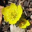 Eranthis hyemalis